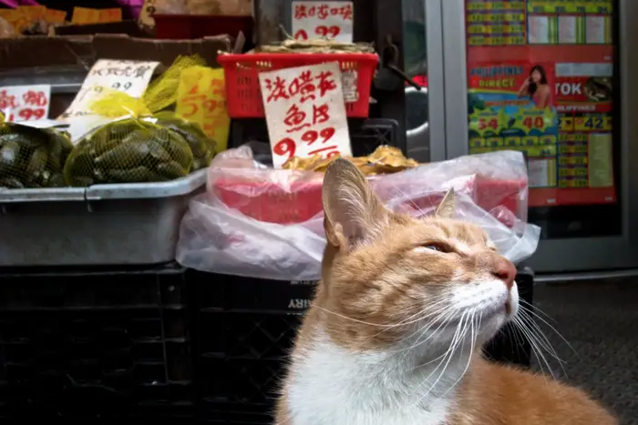 A photo of a tabby cat in Chinatown
